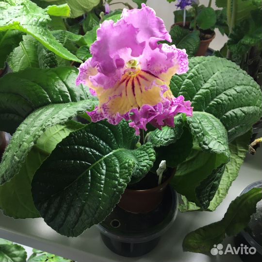 Стрептокарпус ват-Любимая Девочка