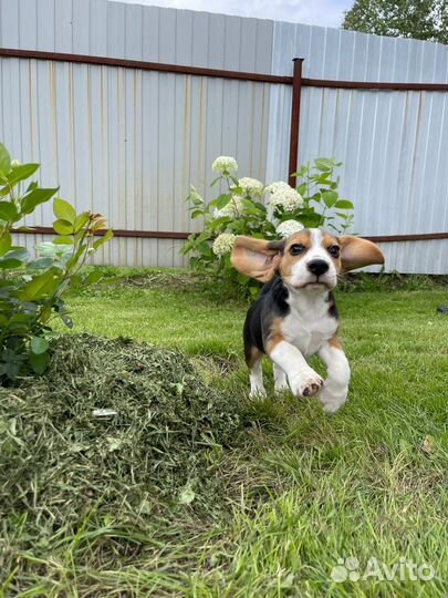 Продам щенка бигля