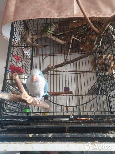 Парочка попугаев Монах Калита Квакер