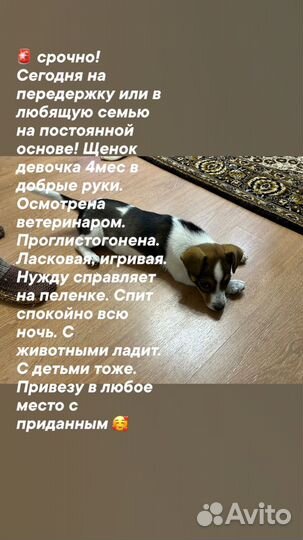 Щенок