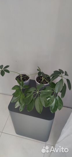 Цветок шефлера