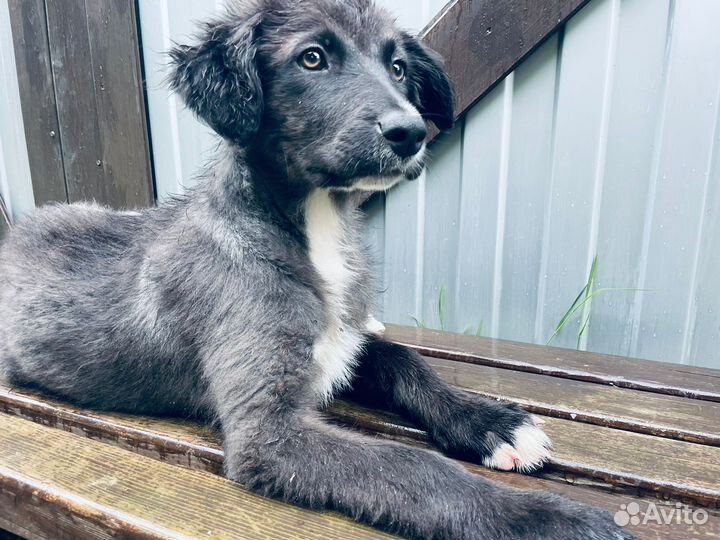 Собака 7 мес стериз друг