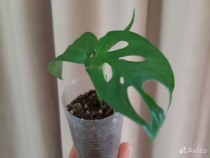 Монстера Адансони