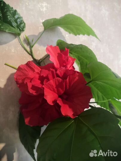 Гибискус китайская роза