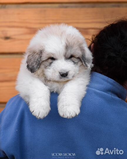 Щенята Пиренея