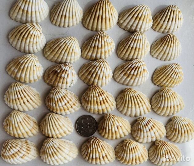 Ракушка морская Кардита биколор