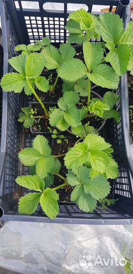 Саженцы клубники