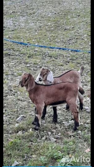 Козлята нубийски