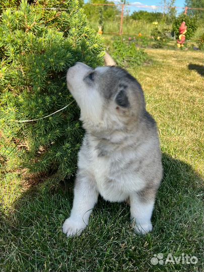 Щенки Хаски