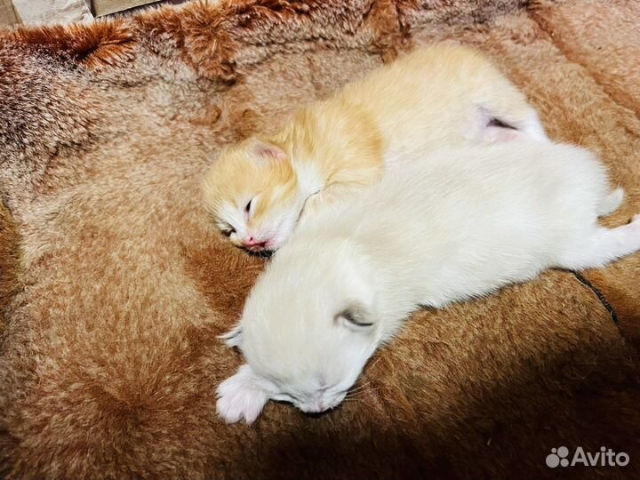 Котята сибирской кошки