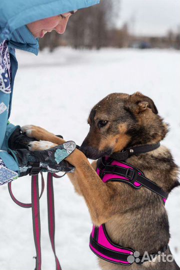 Рикки ждет своего хозяина в приюте