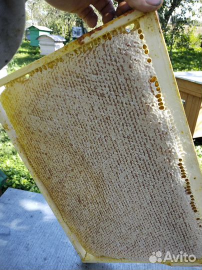 Мед в сотах