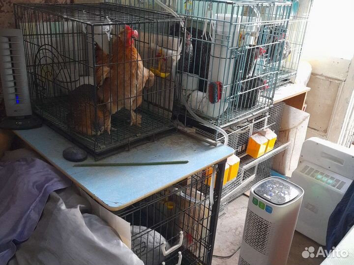 Чистые яйца от кур, перепёлок, цесарок