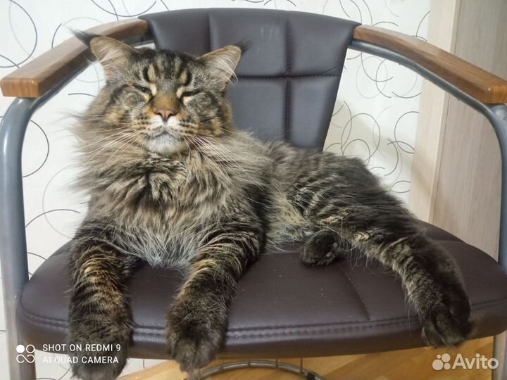 Мейн-кун Вязка