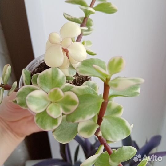 Портулакария Афра Вариегатная