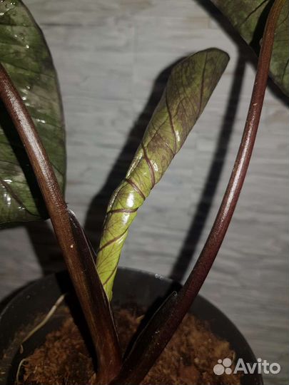 Алоказия Chocolate Green