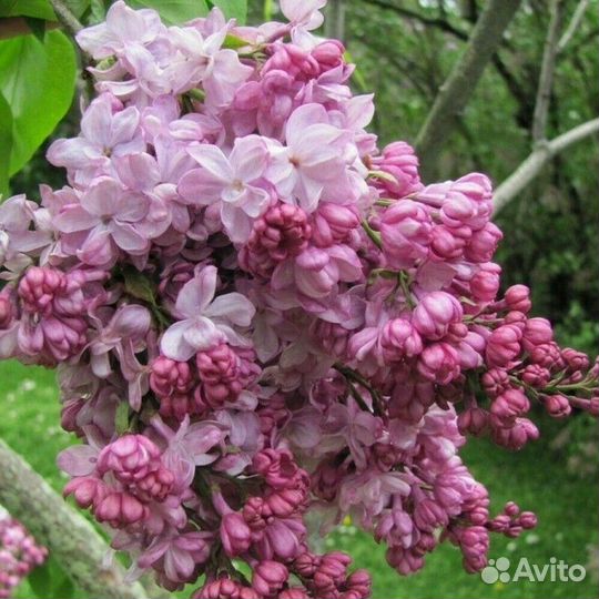 Сирень обыкновенная Поль Дешанель