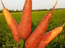 Морковь,урожай 2024 года