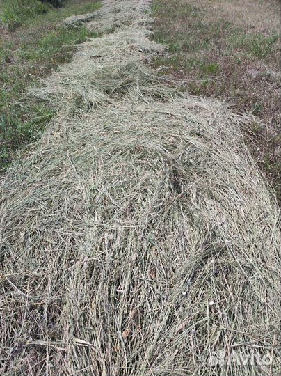 Сено свежее