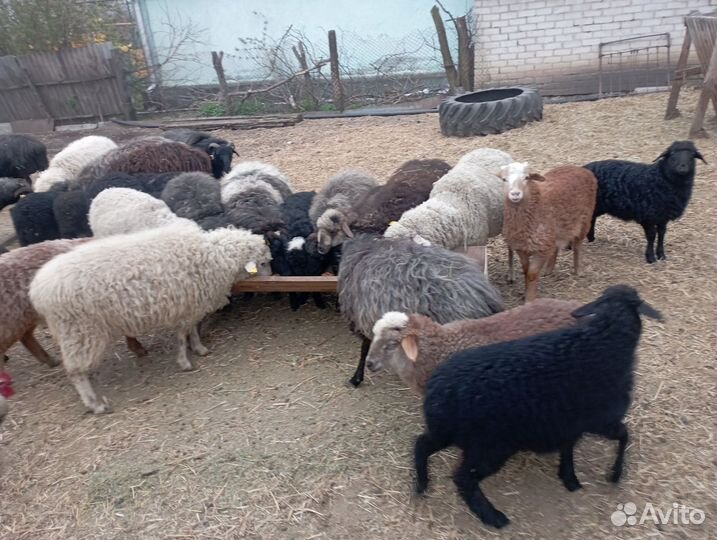 Овцы бараны ягнята оптом