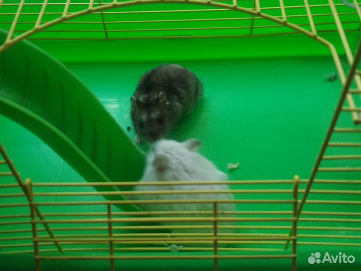 Хомяк с клеткой