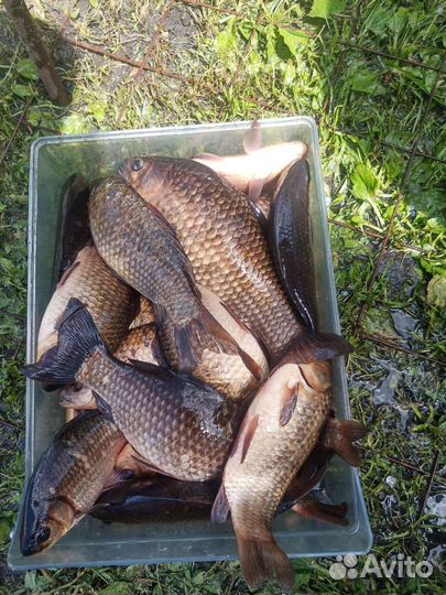 Карась живой