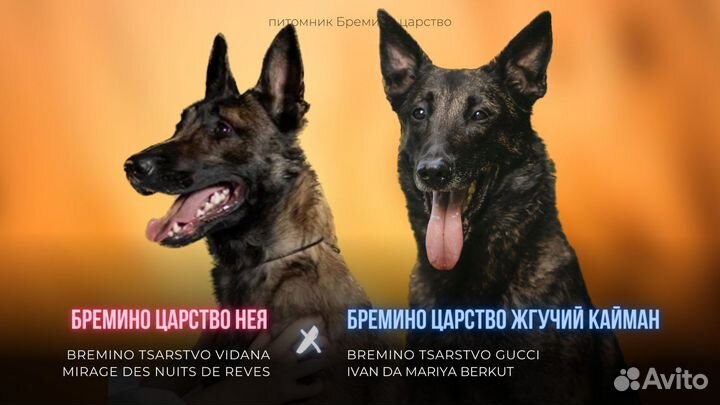 Бельгийская овчарка малинуа щенок