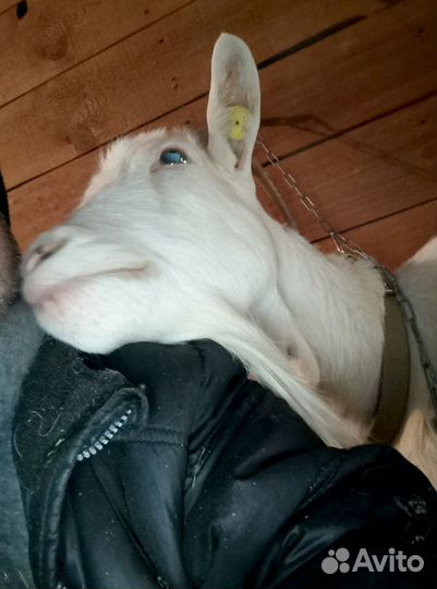 Козье молоко, творог