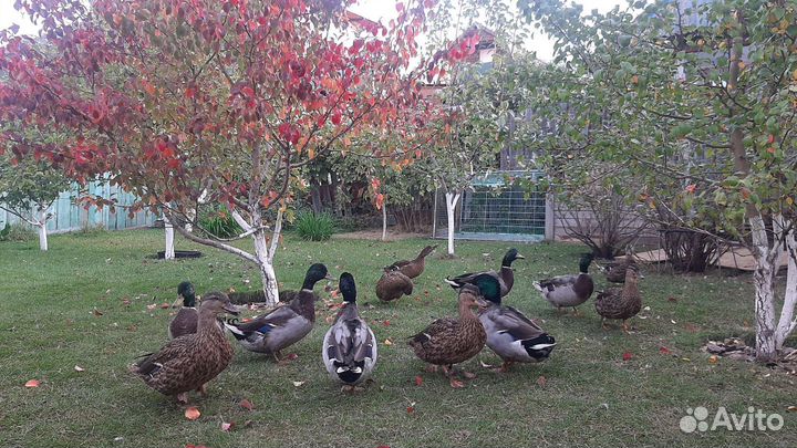 Утки селезень