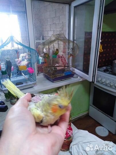 Птенцы корелла