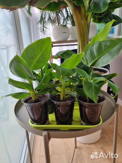 Банан комнатный