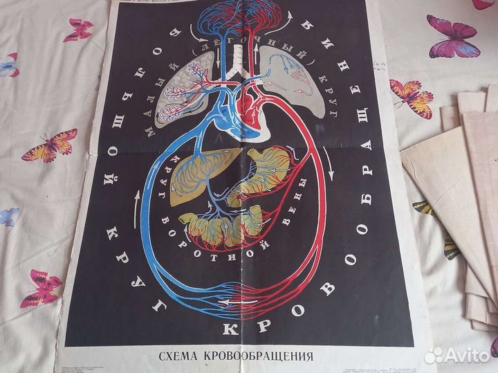 Плакаты по биологии СССР