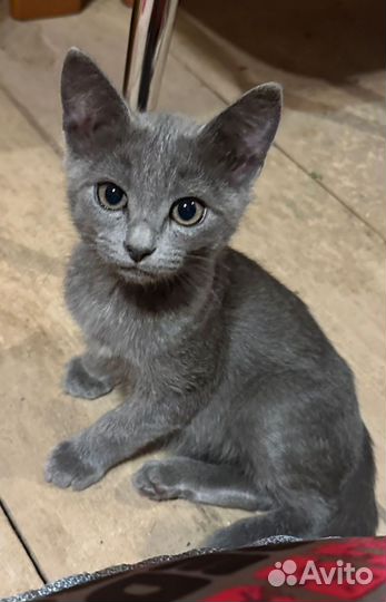 Русская голубая 