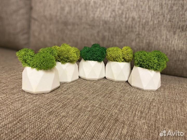 Кашпо со стабилизированным мхом (кашпо с мхом)