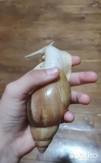 Улитки ахатины