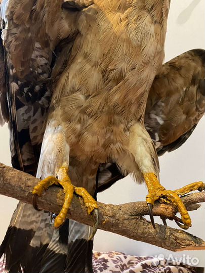 Чучело птицы