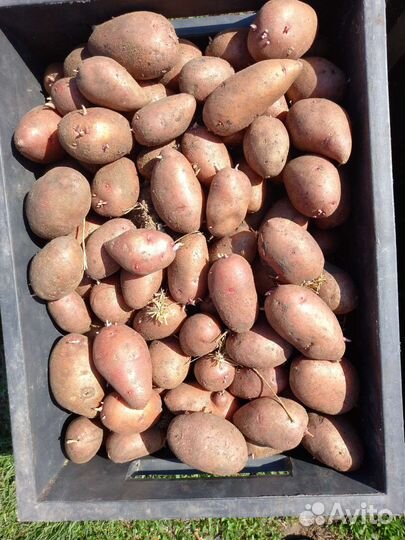 Продам картофель семенной