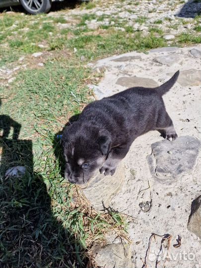 Метис лабрадора