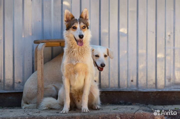 Отдаю собаку маленького размера Трюфеля в дар