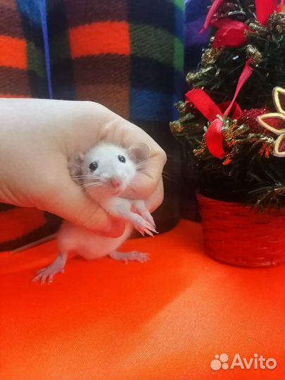 Ручные крысята дамбо. Крыса. Клетки