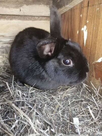 Декоративные кролики