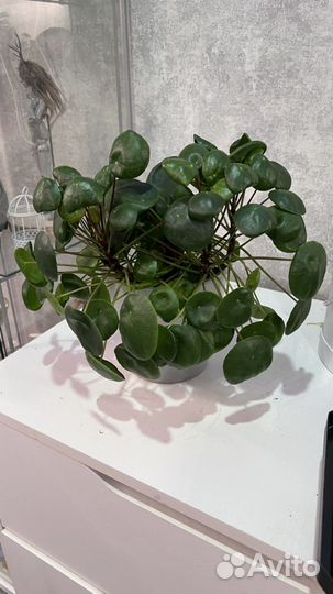 Пилея пеперомиевидная