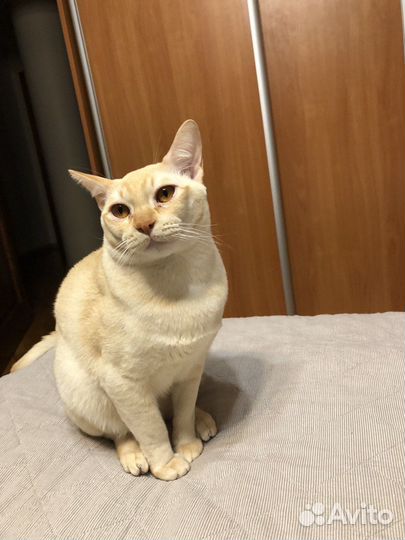 Вязка бурманский кот
