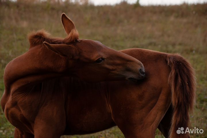Лошадь кобыла