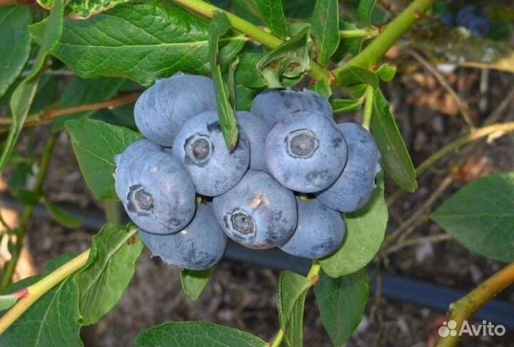 Саженцы голубики