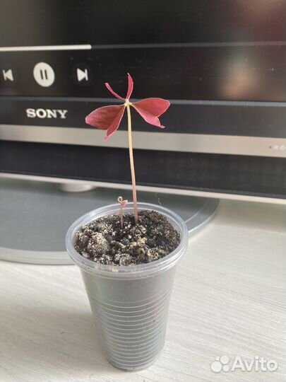 Продам Кислицу треугольную