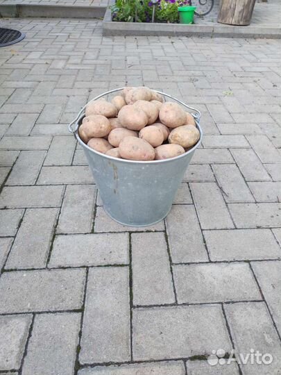 Продам картофель