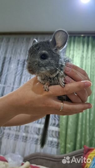 Шиншилла