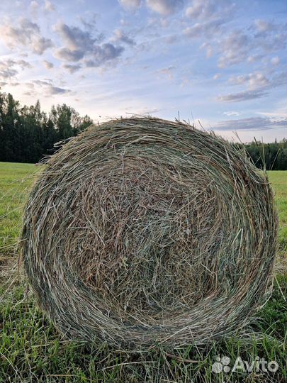 Сено в рулонах 2024г 250кг