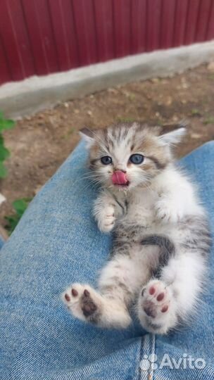 Отдам в добрые руки